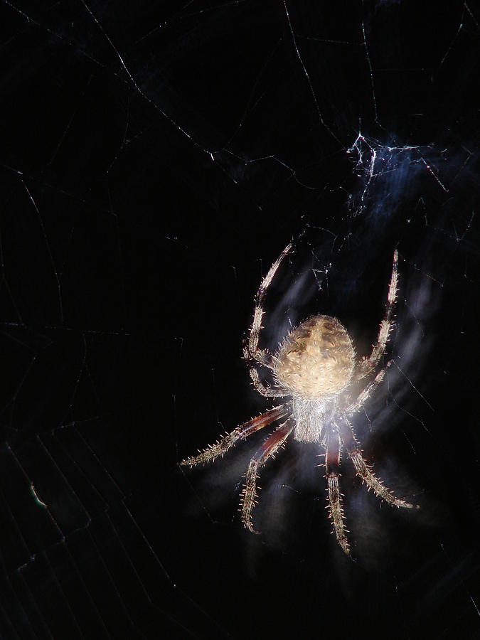 Ghost Spider Photograph by Artistocratic Space - Fine Art America