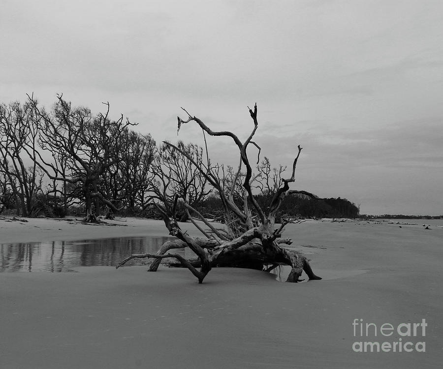 Ghost Tree Beach Photograph by Christiane Schulze Art And Photography
