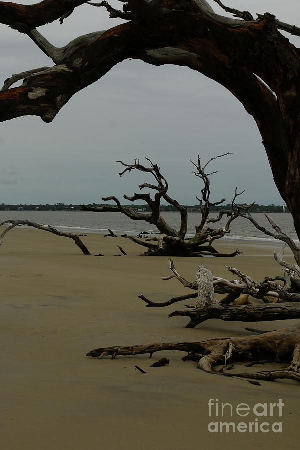 Ghost Trees On Driftwood Beach Photograph by Christiane Schulze Art And Photography