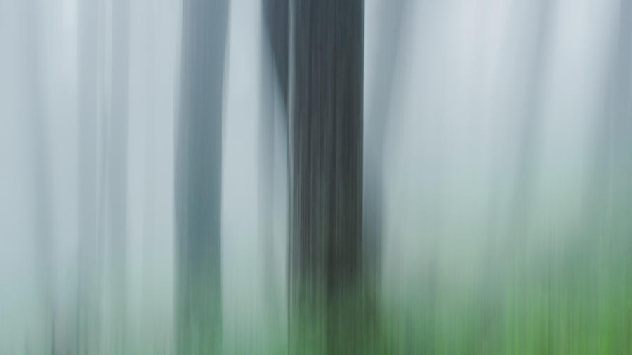 Tree Photograph - Ghost Woods by Misaki Saito