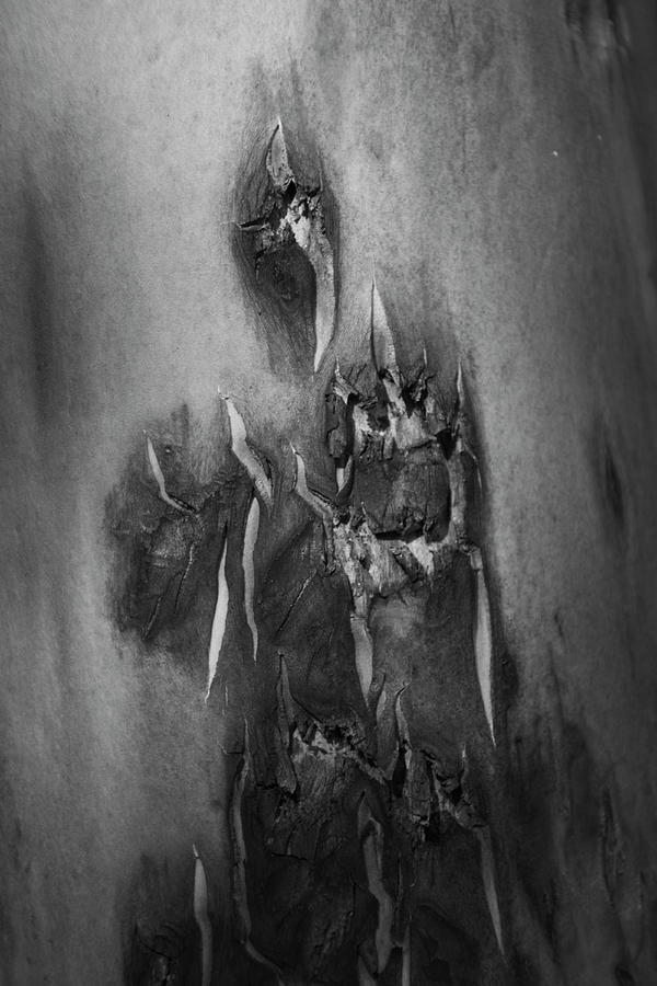 Ghost Abstract tree bark by Yulia Kazansky Ghost Abstract tree bark by Yulia Kazansky