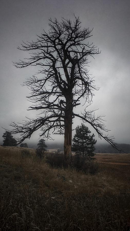 Ghostly Snag Photograph by Dan Miller