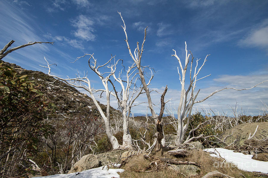 Ghostly Snowgums Photograph by Linda Lees