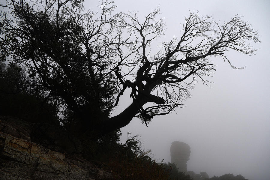 Ghostly Tree Photograph by Chance Kafka