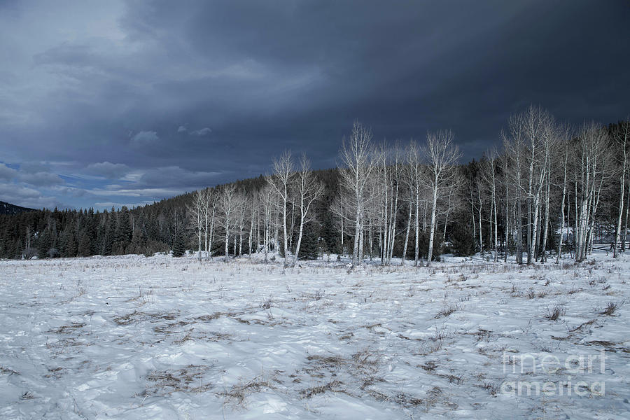 Winter Photograph - Ghosts by Barbara Schultheis