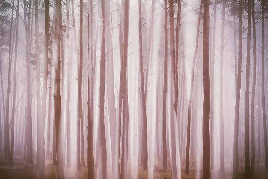 Ghosts in the fog. Horytsya, 2018. by Andriy Maykovskyi Ghosts in the fog. Horytsya, 2018. by Andriy Maykovskyi