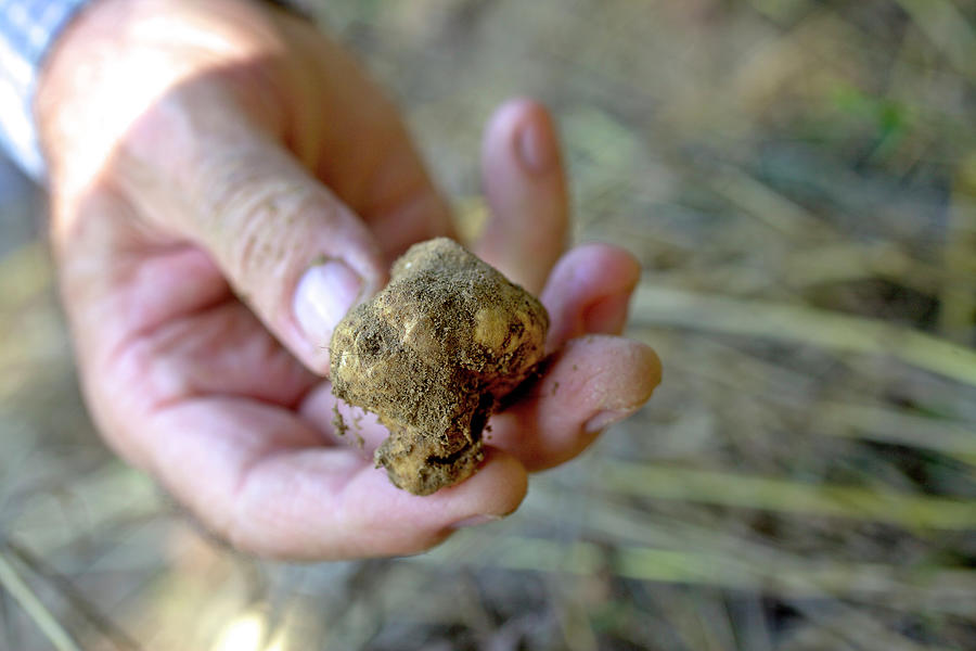 Gianni Caimotto Finds Truffle Tuber In Piedmont, Italy Photograph by Jalag / Herbert Lehmann