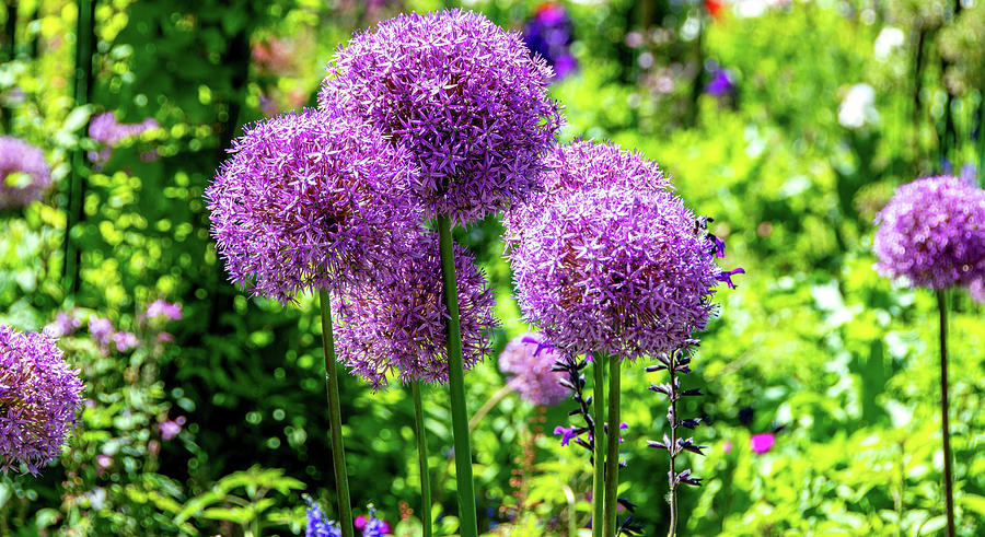 Giant Allium Stands Tall Photograph by Marcy Wielfaert