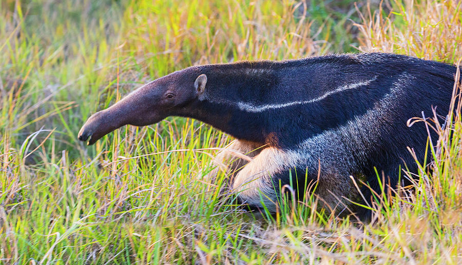 Giant Anteater Myrmecophaga Tridactyla Photograph by Panoramic Images