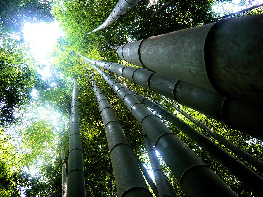 Giant Bamboo Forest - Fushimi Inari Photograph by Stéfan Le Dû