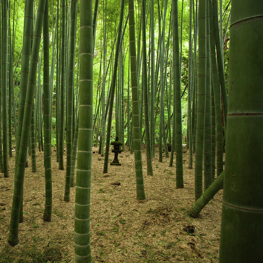 Giant Bamboo Forest With Stone Lantern Photograph by Ippei Naoi