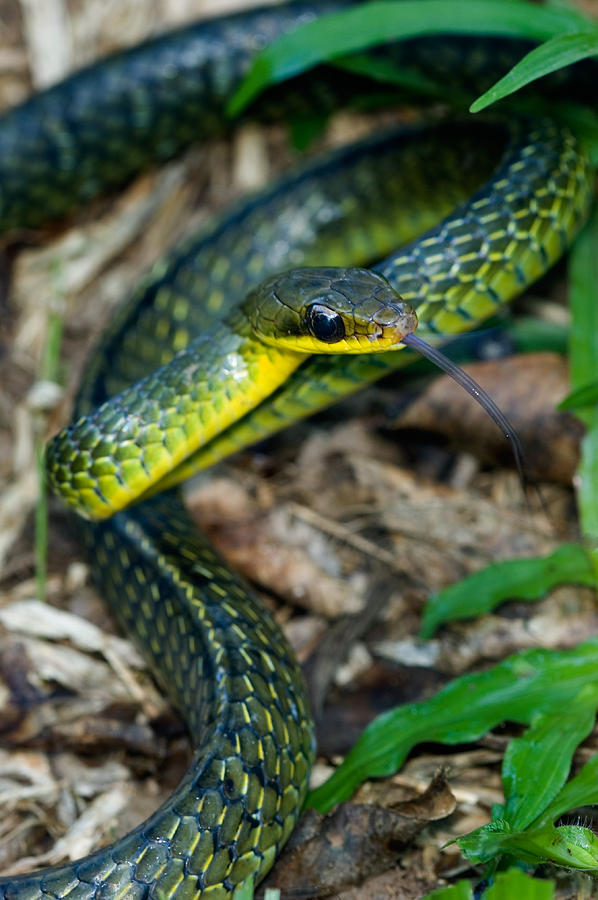 Giant Bird Snake Photograph By Michael Lustbader - Fine Art America