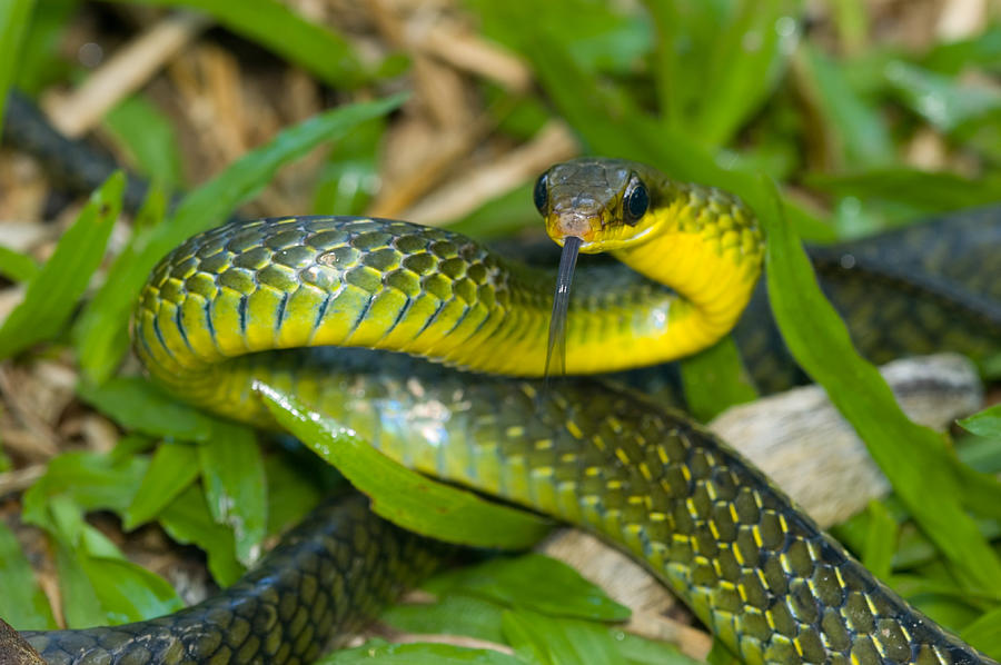 Giant Bird Snake Pseustes Sulphureus Photograph by Michael Lustbader ...