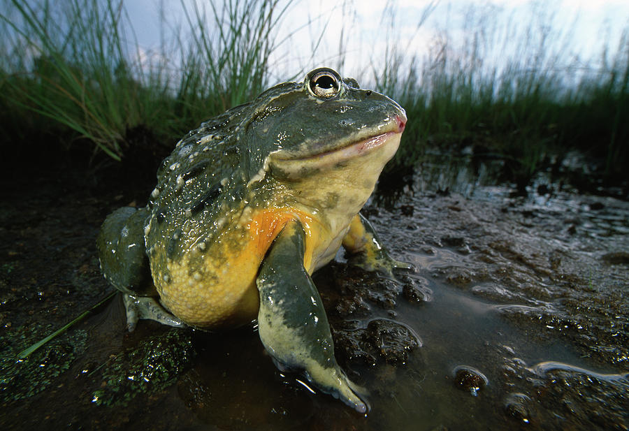 Giant Bullfrog In Wetland Pyxicephalus Photograph by Nhpa