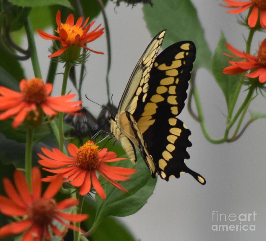 Giant Butterfly Sideview Photograph by Susan Stevens Crosby