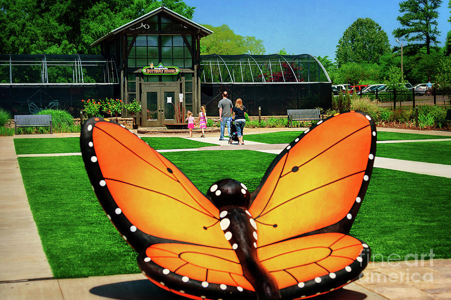 Giant Butterfly Photograph