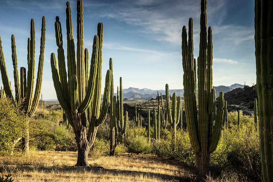 Giant Cacti, Baja California Sur, Mexico Digital Art by Giovanni Simeone