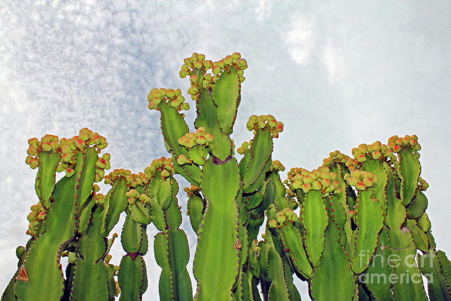 Giant Cacti of Elche Photograph by Nieves Nitta