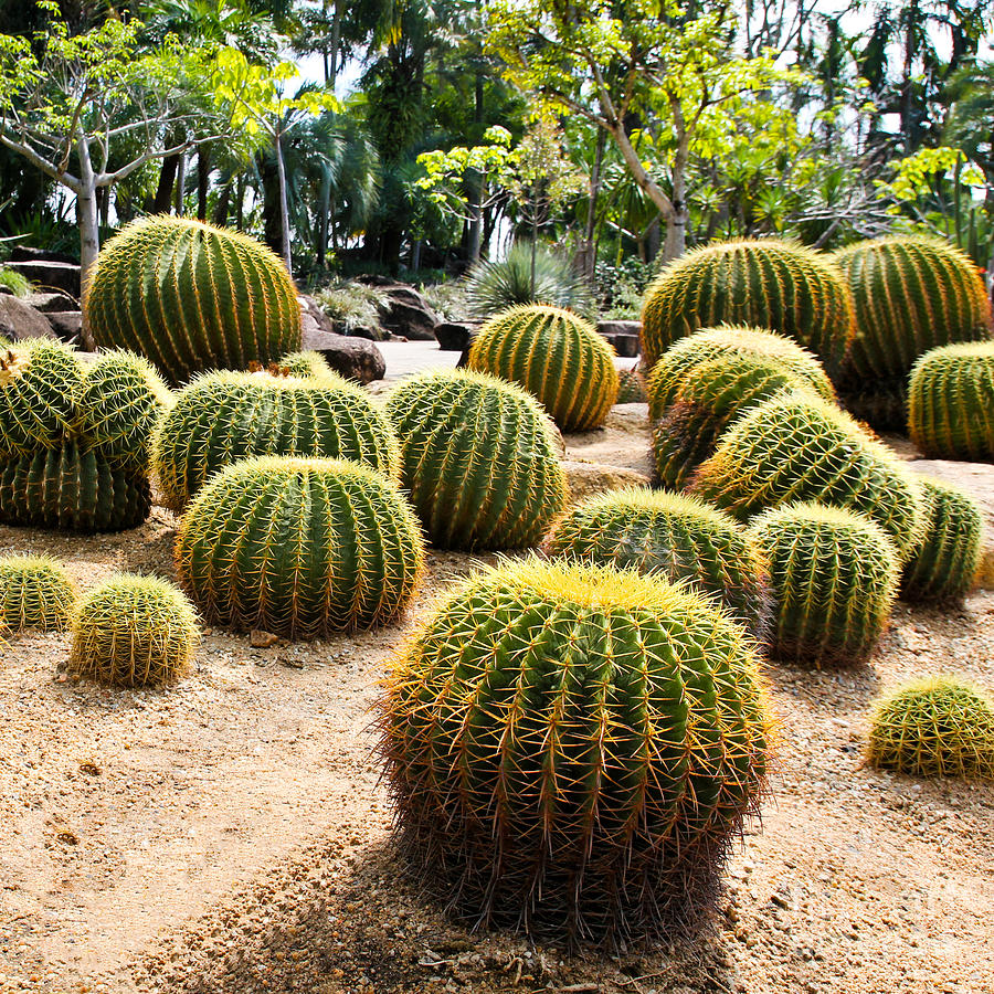 Big Photograph - Giant Cactus In Garden Thailand by Doraclub Big Photograph - Giant Cactus In Garden Thailand by Doraclub