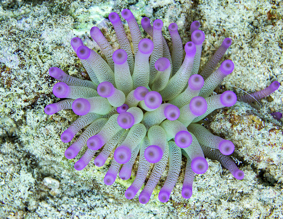 Giant Caribbean Sea Anemone Photograph By Michael Szoenyiscience Photo