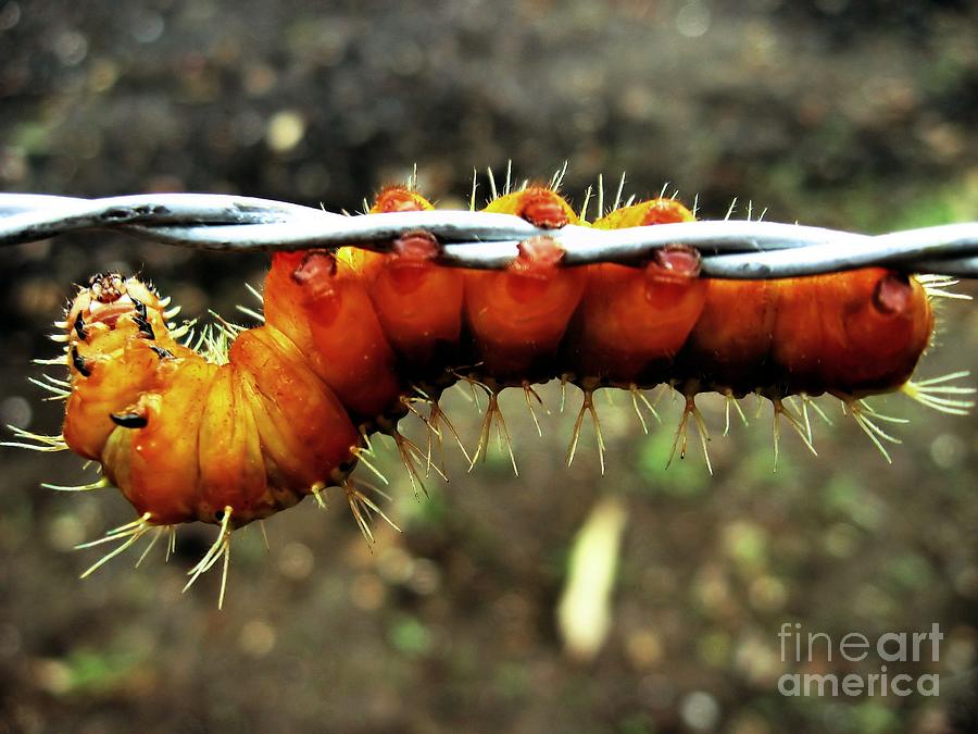 Giant Catepillar in Costa Rica Photograph by Elaine Manley