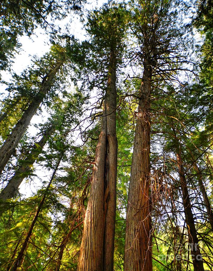 Giant Cedar trees Photograph by Steve Brown