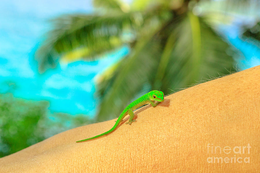 Giant Day Gecko Photograph by Benny Marty