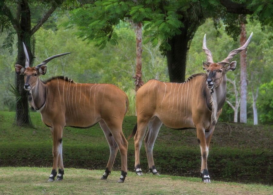 Giant Eland Pair Photograph by Mitch Spence