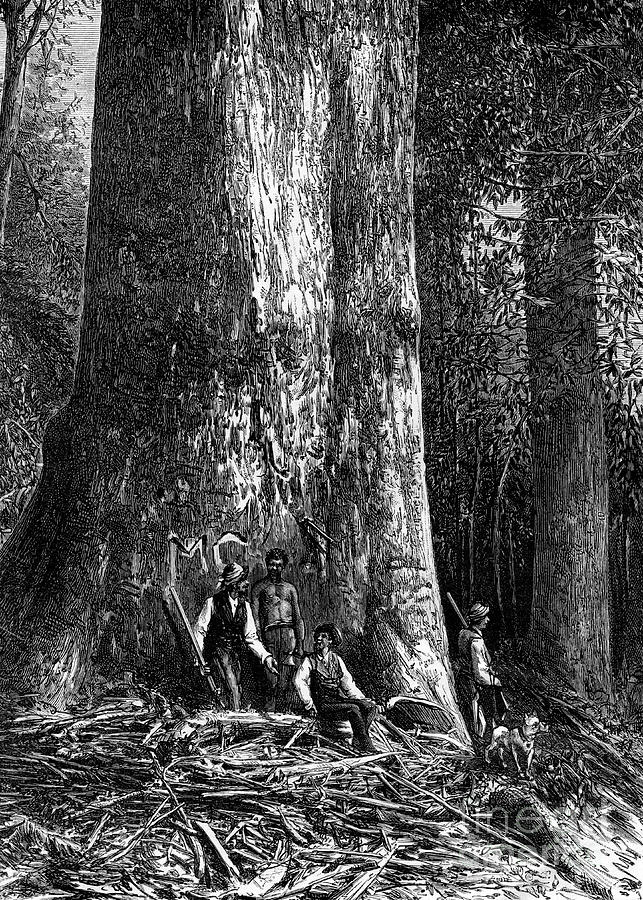 Giant Eucalyptus, Australia, 1886 Drawing by Print Collector