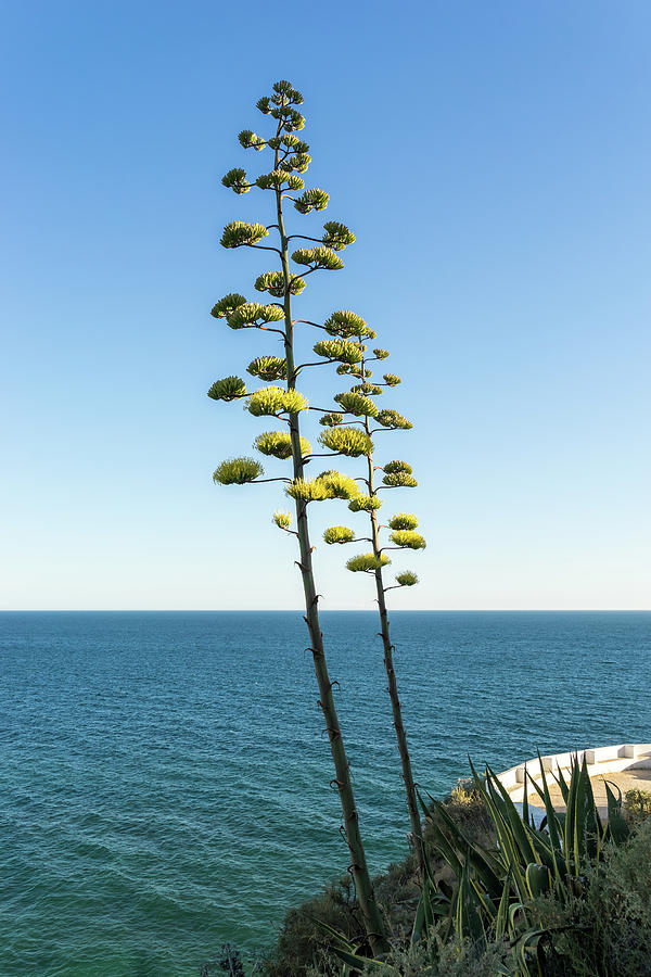 Giant Flora - Agave Bloom Spikes on a Seaside Terrace Photograph by Georgia Mizuleva