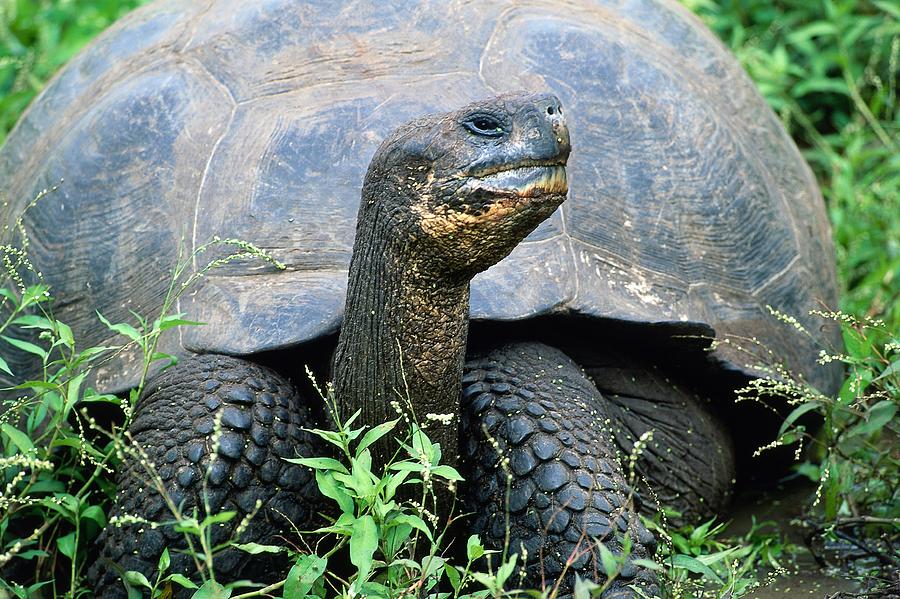 Giant Galapagos Tortoise Digital Art by Orient - Fine Art America