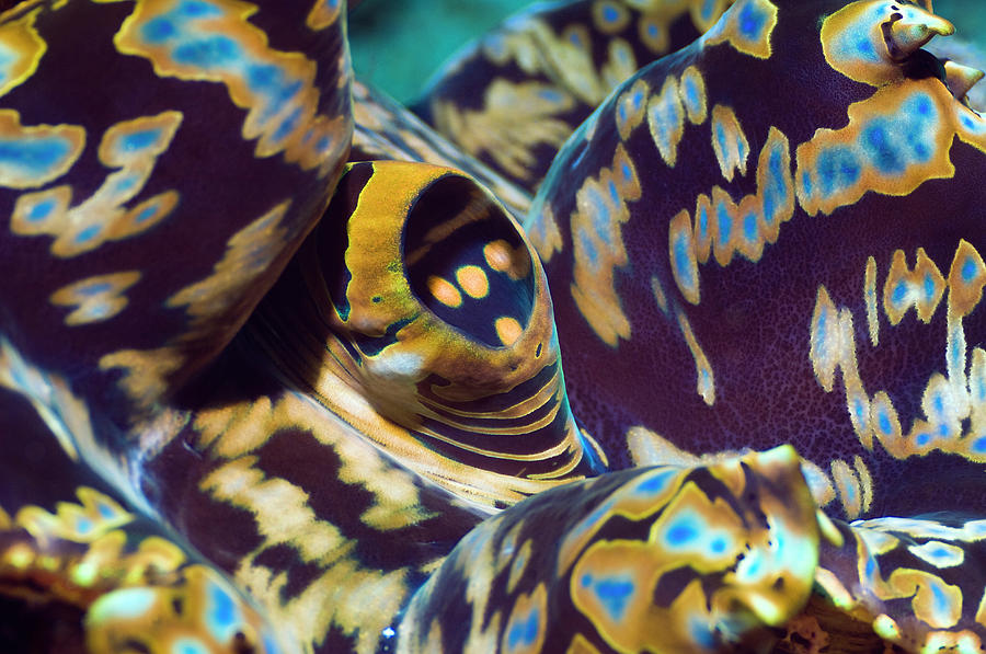 Giant Giant Clam Tridacna Gigas Siphon Photograph by Georgette Douwma