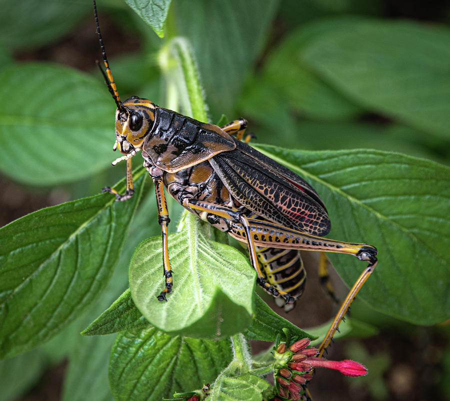 Giant Grasshopper Photograph by Dean Ginther