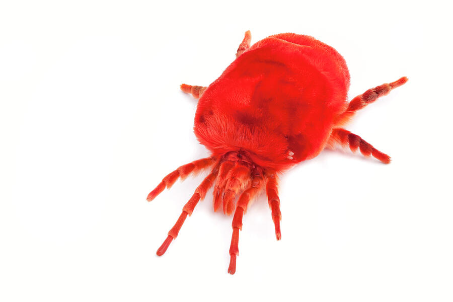 Giant Indian Velvet Mite (trombidium Grandissimum) Photograph by Alex ...