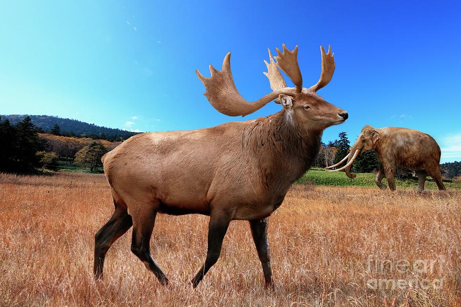 Giant Japanese Elk Photograph by Roman Uchytel/science Photo Library