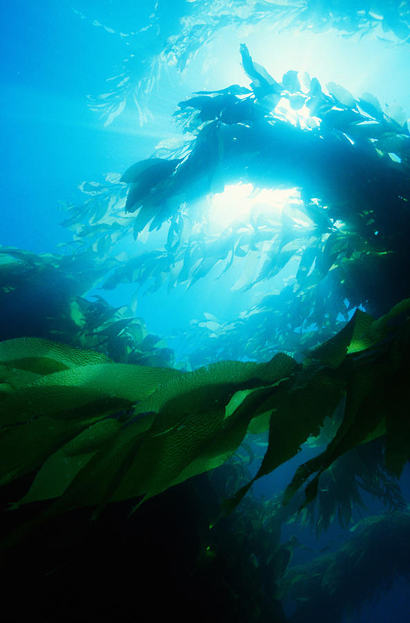 Giant Kelp Forest Macrocystis Photograph by Stuart Westmorland