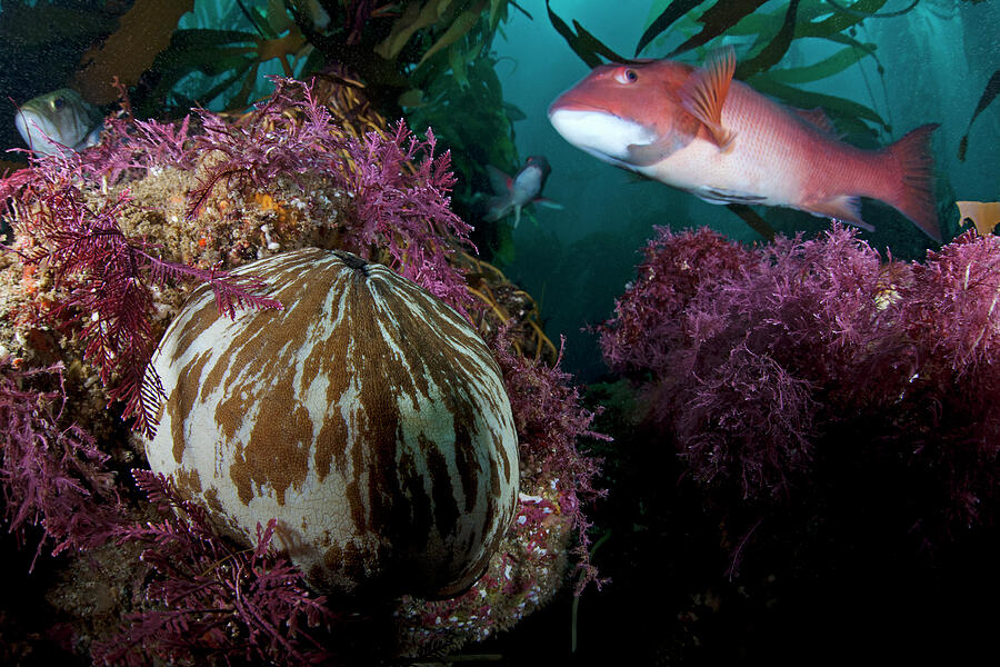 Giant Keyhole Limpet And California Sheephead Vulnerable Photograph by ...