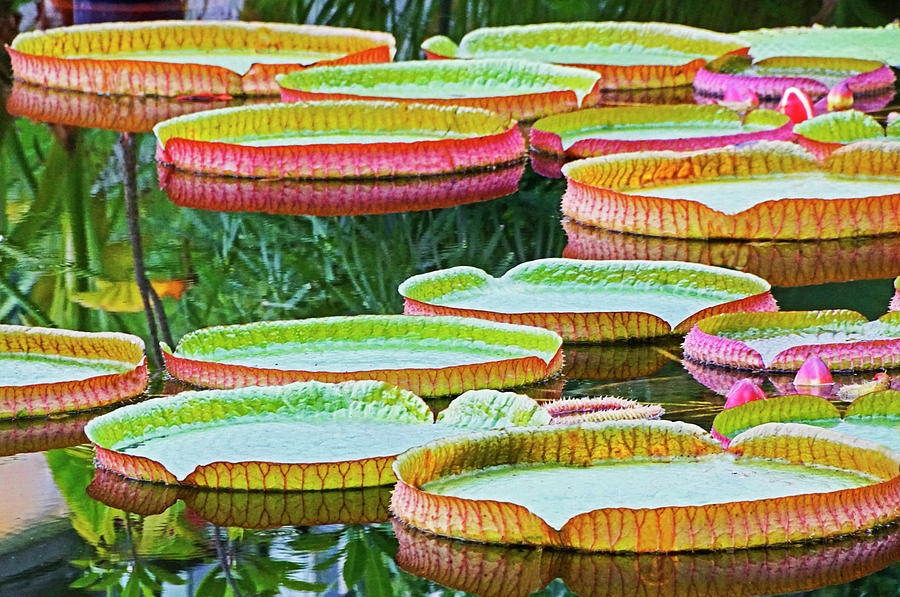 Japan Photograph - Giant Lilly Pads by Dennis Cox Photo Explorer