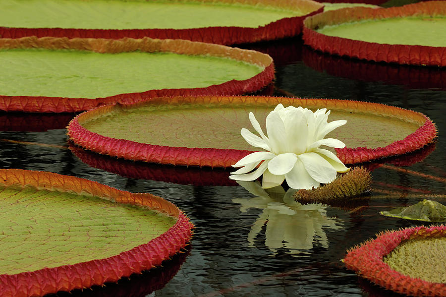 Giant Lily Pads And Waterlily In Bloom Photograph by Adam Jones