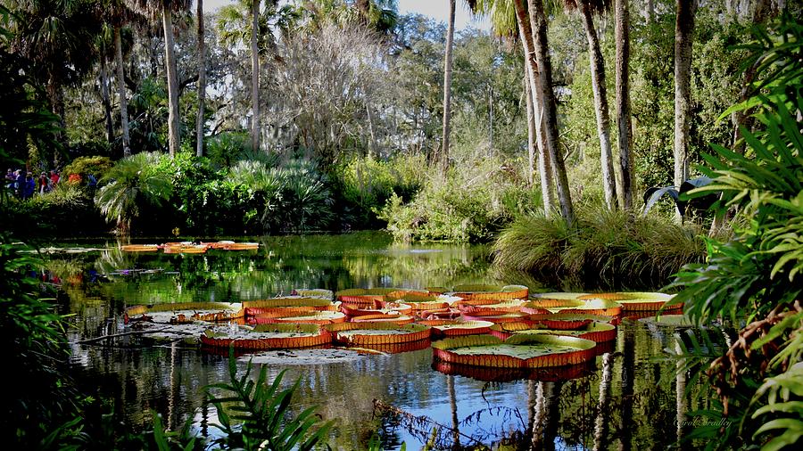 Giant Lily Pads Photograph by Carol Bradley