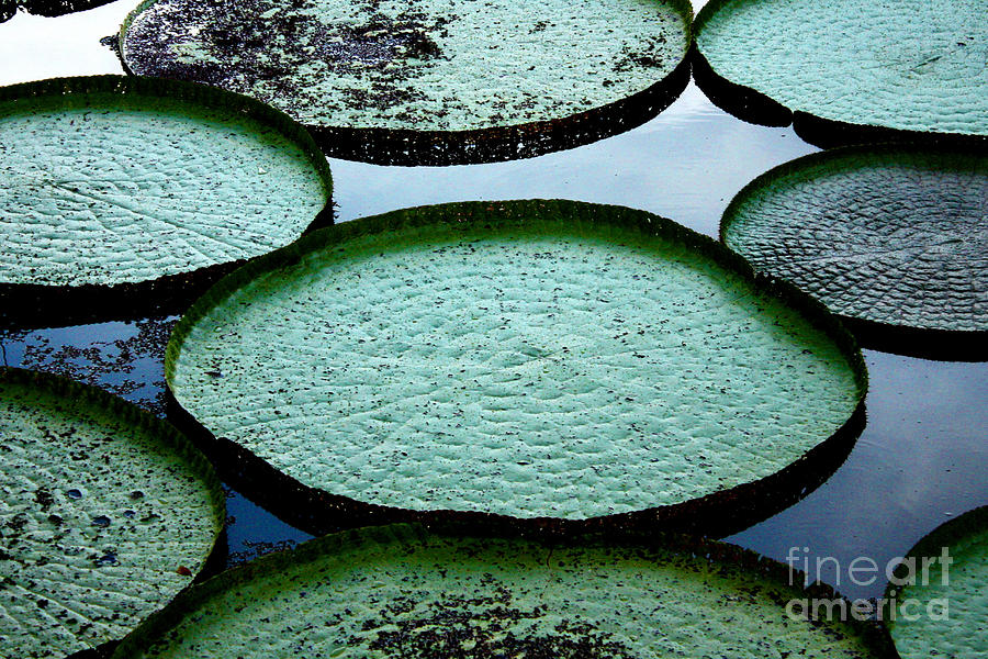 Pond Photograph - Giant Lily Pads In The Amazon by Nina B Pond Photograph - Giant Lily Pads In The Amazon by Nina B