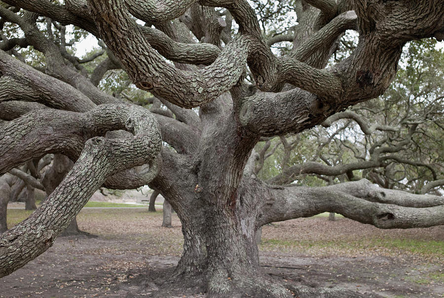 Giant Live Oak Tree Photograph by Austinartist