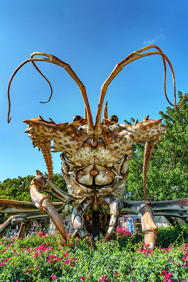 Giant Lobster, Key Largo, Fl Digital Art by Laura Zeid