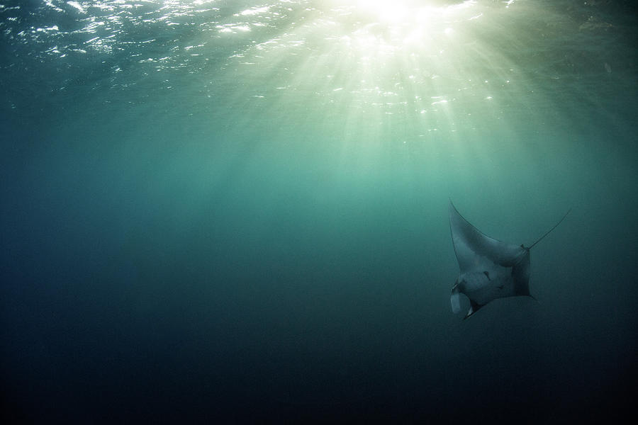 Giant Manta Ray Photograph by Nicole Young