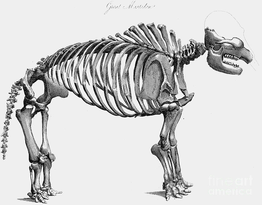 Giant Mastodon Skeleton, 1830 Drawing by Print Collector