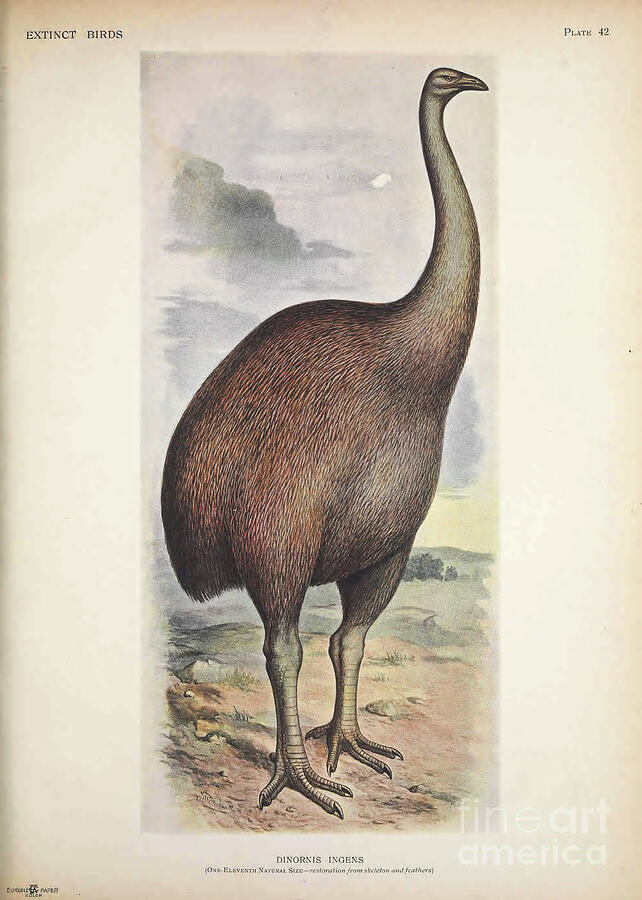 Giant Moa Photograph by Photostock-israel/science Photo Library Giant Moa Photograph by Photostock-israel/science Photo Library