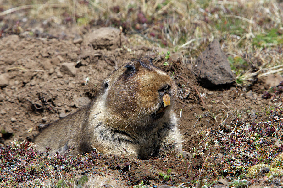 Giant Molerat In Burrow, Ethiopia Photograph by Sylvain Cordier ...