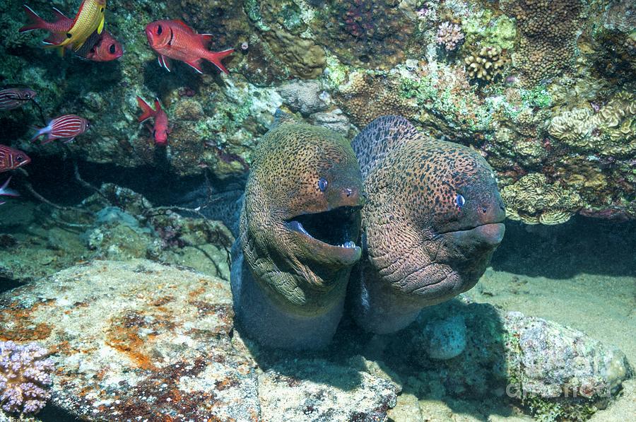 Giant Moray Eels On A Reef Photograph by Georgette Douwma/science Photo Library
