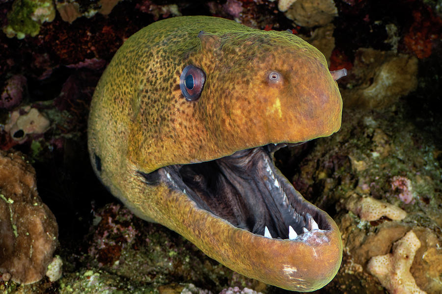 Giant Moray With Mouth Open, Looming Out Of A Crevice, Egypt Photograph ...