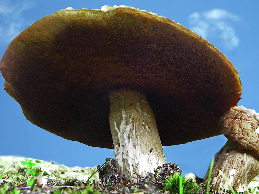 Giant Mushroom Photograph